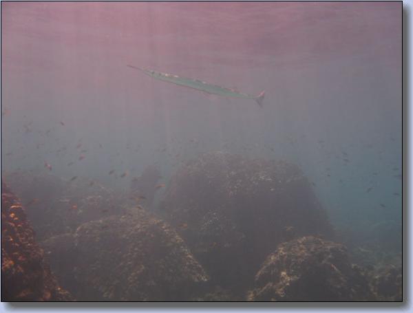 067. Baracuda ved Kata beach Reef.jpg